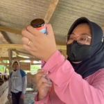 Disnakeswan Sumbawa Terima 12.500 Dosis Vaksin PMK