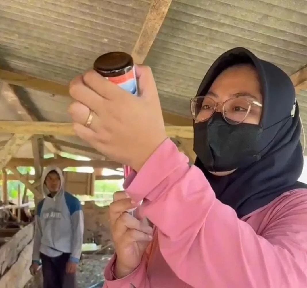 Disnakeswan Sumbawa Terima 12.500 Dosis Vaksin PMK